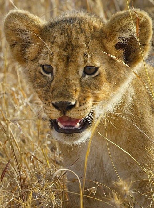 Serengeti - La grande cavalcade des animaux - Season 1